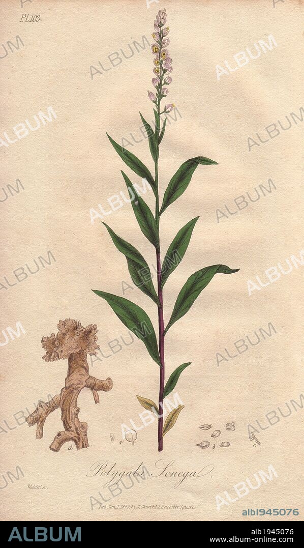 Seneca snakeroot, Polygala senega. Handcoloured botanical illustration drawn and engraved on steel by Weddell from John Stephenson and James Morss Churchill's "Medical Botany: or Illustrations and descriptions of the medicinal plants of the London, Edinburgh, and Dublin pharmacopœias," John Churchill, London, 1831.