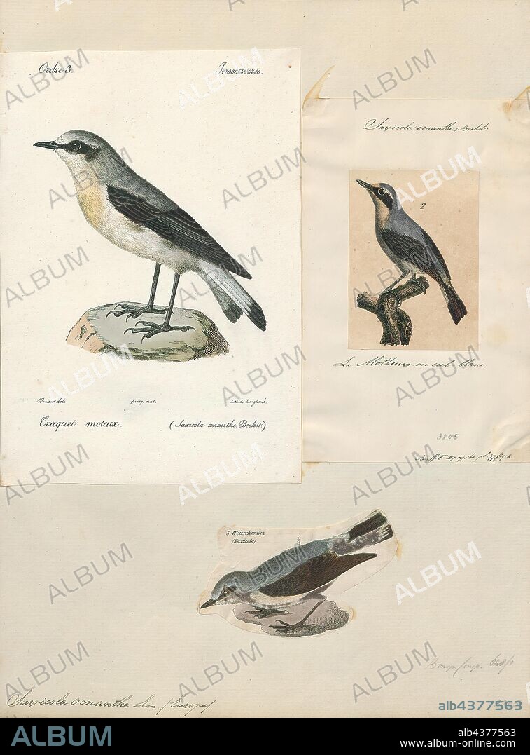 Saxicola oenanthe, Print, The northern wheatear or wheatear (Oenanthe oenanthe) is a small passerine bird that was formerly classed as a member of the thrush family Turdidae, but is now more generally considered to be an Old World flycatcher, Muscicapidae. It is the most widespread member of the wheatear genus Oenanthe in Europe and Asia., 1700-1880.