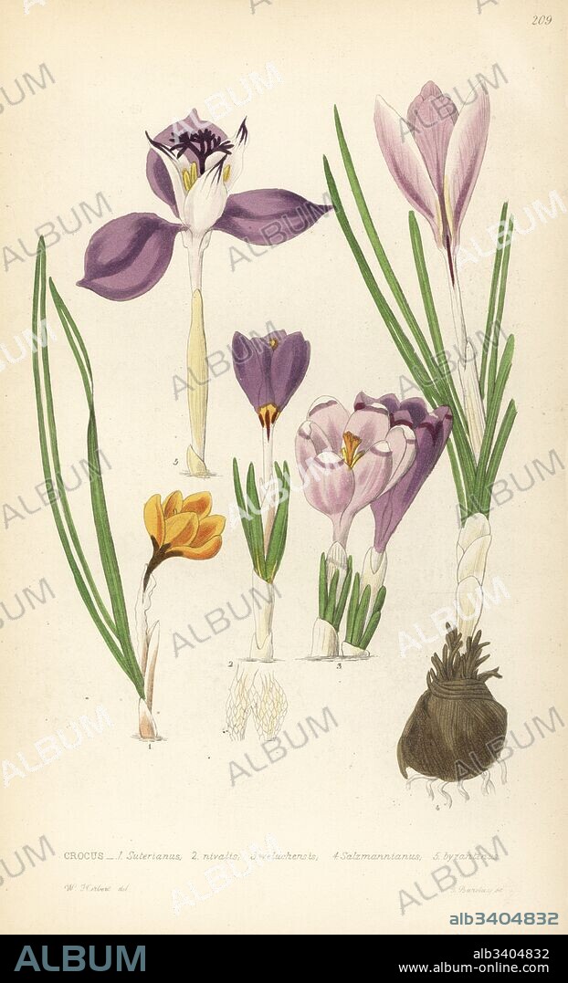 Crocuses, Croci. Crocus suterianus, C. nivalis, C. veluchensis, C. salzmannicus, C. byzanticus. Handcoloured copperplate engraving by G. Barclay after W. Herbertfrom John Lindley and Robert Sweet's Ornamental Flower Garden and Shrubbery, G. Willis, London, 1854.