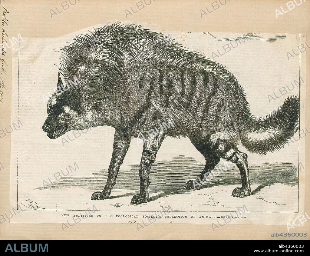 Proteles lalandii, Print, The aardwolf (Proteles cristata) is an insectivorous mammal, native to East and Southern Africa. Its name means "earth-wolf" in Afrikaans and Dutch. It is also called "maanhaar-jackal" (Afrikaans for "mane-jackal"), "ant hyena" or civet hyena, based on its habit of secreting substances from its anal gland, a characteristic shared with the African civet. The aardwolf is in the same family as the hyena. Unlike many of its relatives in the order Carnivora, the aardwolf doesn't hunt large animals. It eats insects and their larvae, mainly termites; one aardwolf can lap up as many as 250, 000 termites during a single night using its long, sticky tongue., 1700-1880.
