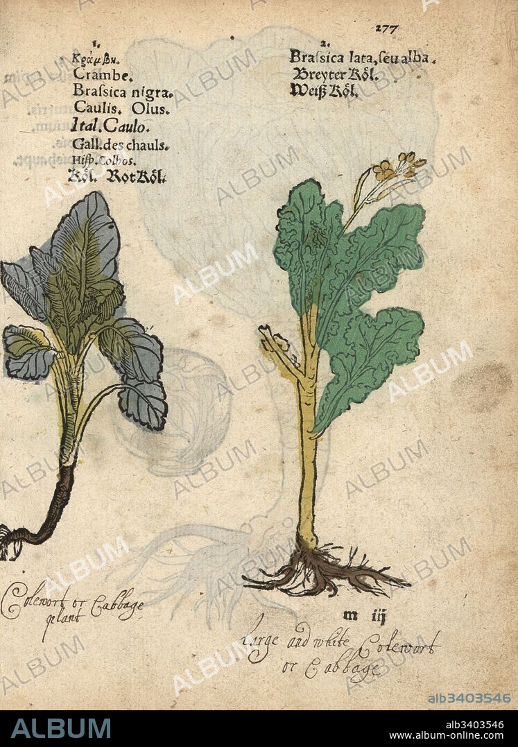 Red cabbage, Brassica oleracea convar. capitata var. rubra, and white cabbage, Brassica oleracea convar. capitata var. alba. Handcoloured woodblock engraving of a botanical illustration from Adam Lonicer's Krauterbuch, or Herbal, Frankfurt, 1557. This from a 17th century pirate edition or atlas of illustrations only, with captions in Latin, Greek, French, Italian, German, and in English manuscript.