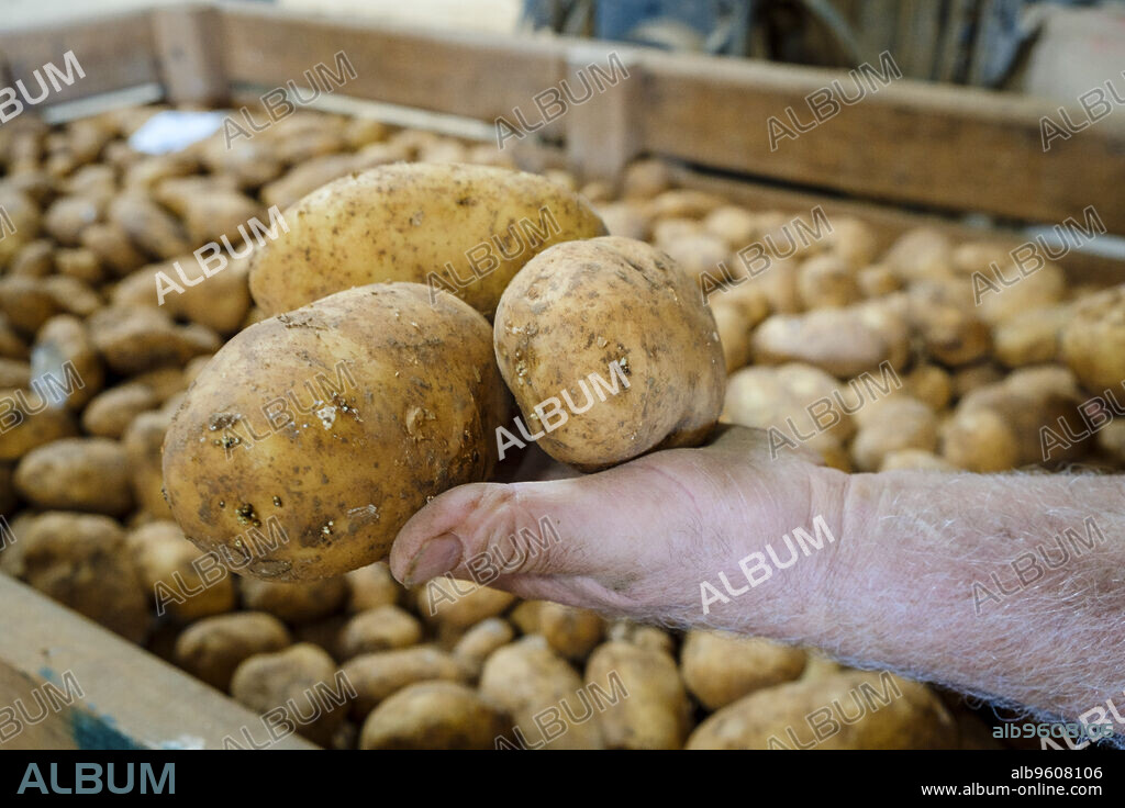 potato production, sa Pobla, Mallorca, Balearic Islands, Spain.