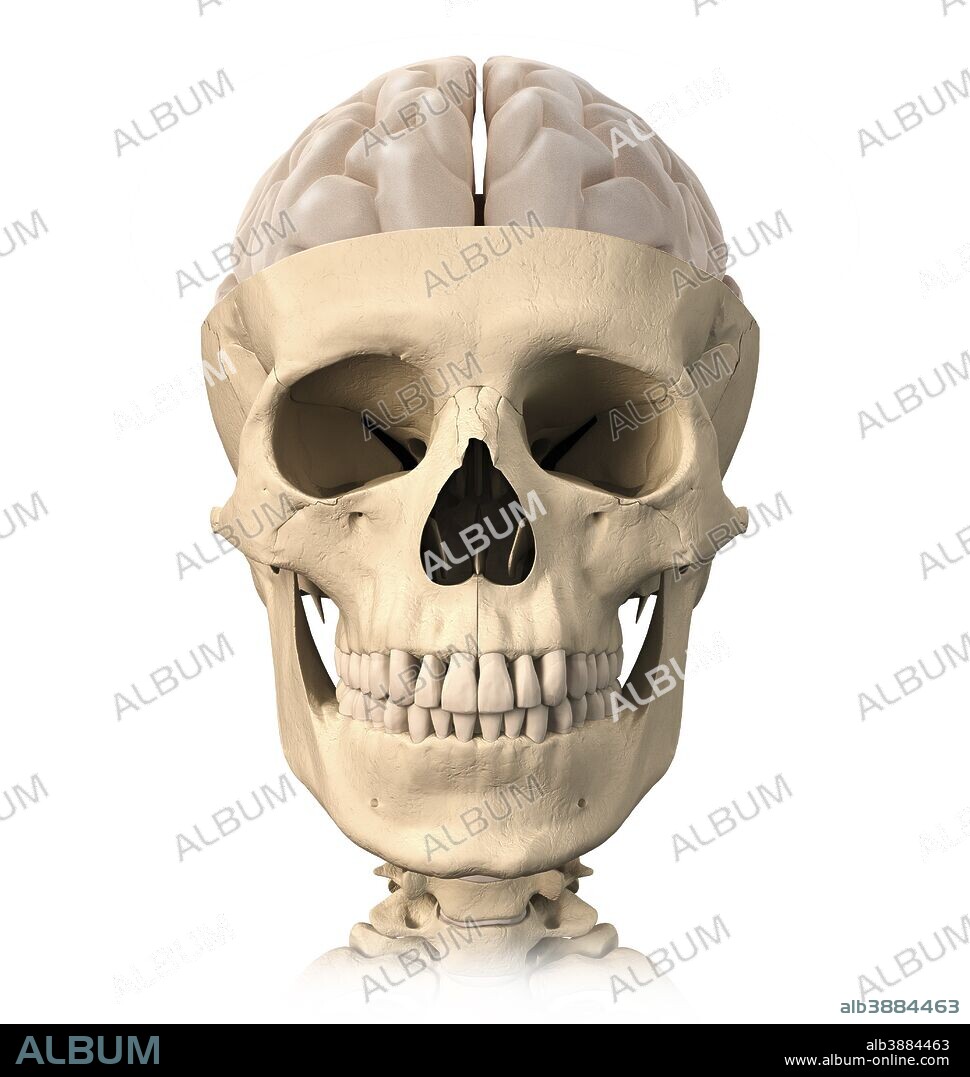 Anatomy of human skull, cutaway view with half brain showing, front view.