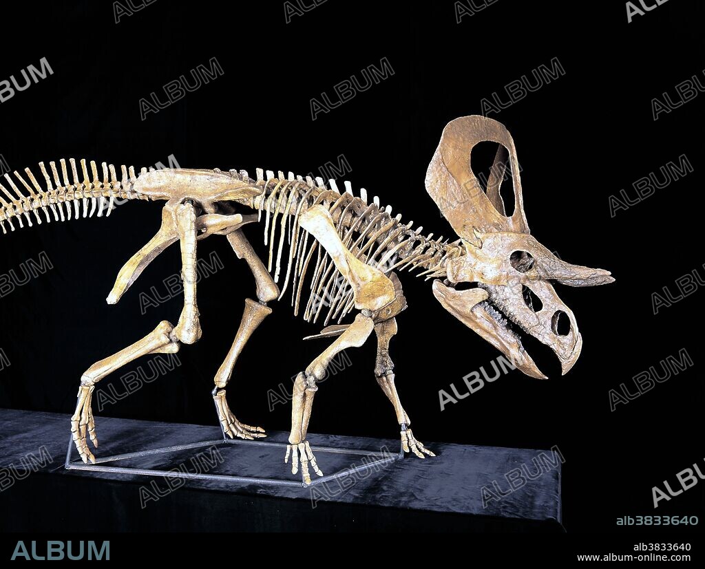Mounted skeleton of Zuniceratops christopheri, a Cretaceous Period ceratopsian from the Moreno Hill Formation of New Mexico. User must credit the Zuni Basin Paleontological Project; D. Wolfe, Mesa Southwest Museum; and Gaston Design.