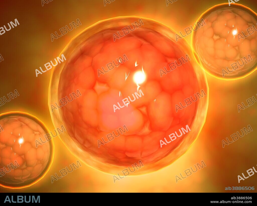 Microscopic view of a blastula during pregnancy. After the cleavage has produced over 100 cells, the embryo is called a blastula. The blastula is usually a spherical layer of cells (the blastoderm) surrounding a fluid-filled or yolk-filled cavity (the blastocoel).