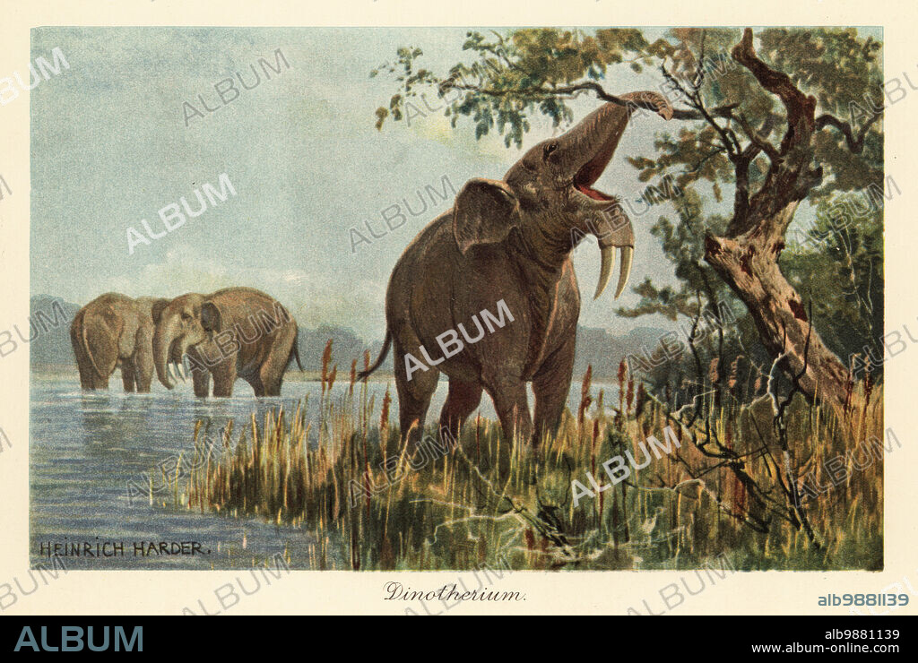 Deinotherium giganteum pulling down high foliage with its trunk. Dinotherium were a prehistoric relative to the elephant, with downward curving tusks. Colour printed illustration by Heinrich Harder from Wilhelm Bolsches Tiere der Urwelt (Animals of the Prehistoric World), Reichardt Cocoa company, Hamburg, 1908. Heinrich Harder (1858-1935) was a German landscape artist and book illustrator.
