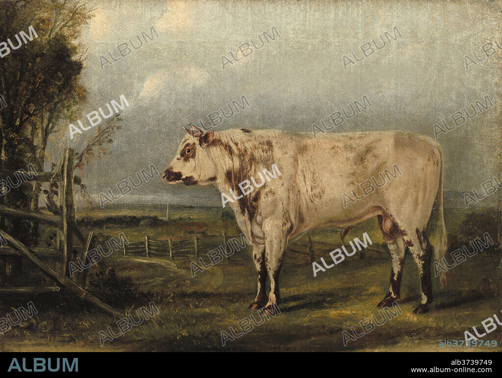 ATTRIBUTED TO JOHN WOODHOUSE AUDUBON. A Young Bull. Dated: c. 1849. Dimensions: overall: 35.3 x 50.5 cm (13 7/8 x 19 7/8 in.)  framed: 42.6 x 57.8 x 1.9 cm (16 3/4 x 22 3/4 x 3/4 in.). Medium: oil on canvas.