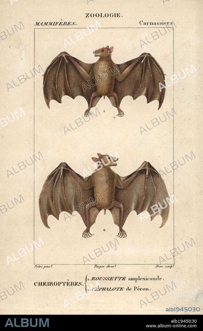Geoffroy's rousette bat, Rousettus amplexicaudatus, and western naked-backed fruit bat, Dobsonia peronii. Handcoloured copperplate stipple engraving from Frederic Cuvier's "Dictionary of Natural Science: Mammals," Paris, France, 1816. Illustration by J. G. Pretre, engraved by Dien, directed by Pierre Jean-Francois Turpin, and published by F.G. Levrault. Jean Gabriel Pretre (1780~1845) was painter of natural history at Empress Josephine's zoo and later became artist to the Museum of Natural History. Turpin (1775-1840) is considered one of the greatest French botanical illustrators of the 19th century.