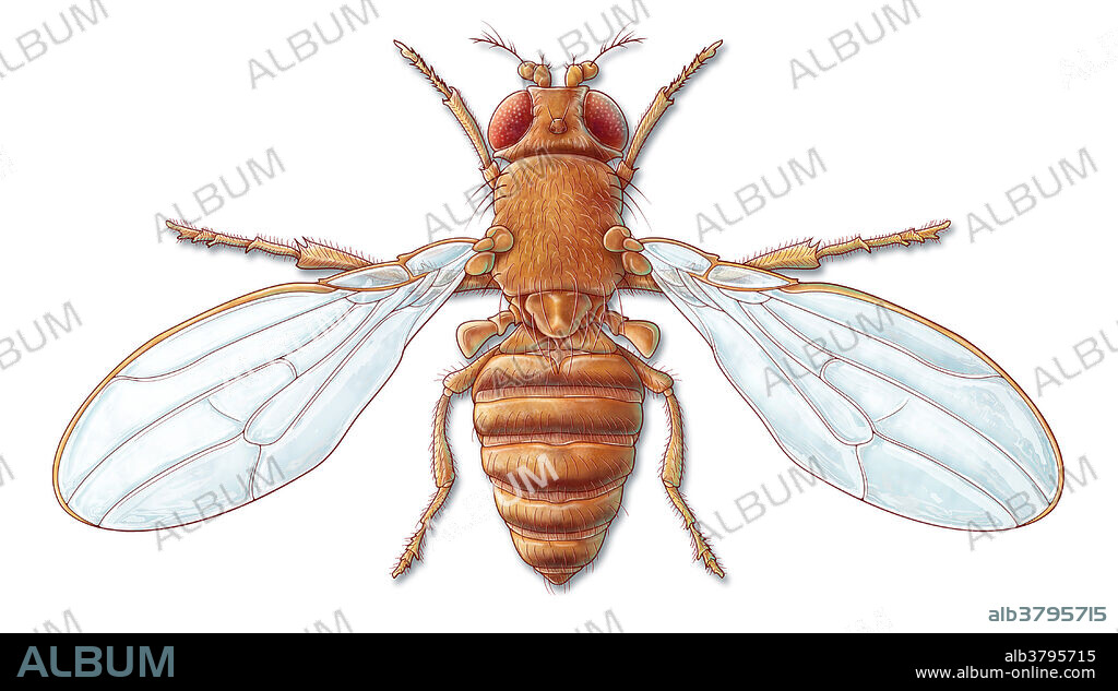An illustration of the common fruit fly, also known as Drosophila melanogaster. While fruit flies are common household pests, they are also used by researchers to study genetics, physiology, pathology, and evolution.