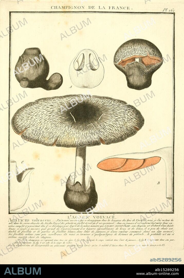 Herbier de la France, Paris, Chez l'auteur, Didot, Debure, Belin, 1780-93. France, fungi, medicinal plants, pictorial works, plants, poisonous plants, A detailed illustration featuring various stages and views of the mushroom species *Agaricus polaris*, commonly known as the ''Volevant Mushroom.'' The image showcases the mushroom's unique morphology, including a well-defined cap, gills, and stem. Multiple perspectives are presented: the top view displays the cap's surface texture, while side views highlight the gills and the stem's structure. Additionally, there's a lower section labeled with detailed notes providing information about its habitat, edibility, and distinguishing features. This scientific rendering emphasizes the intricate details and natural beauty of fungi.