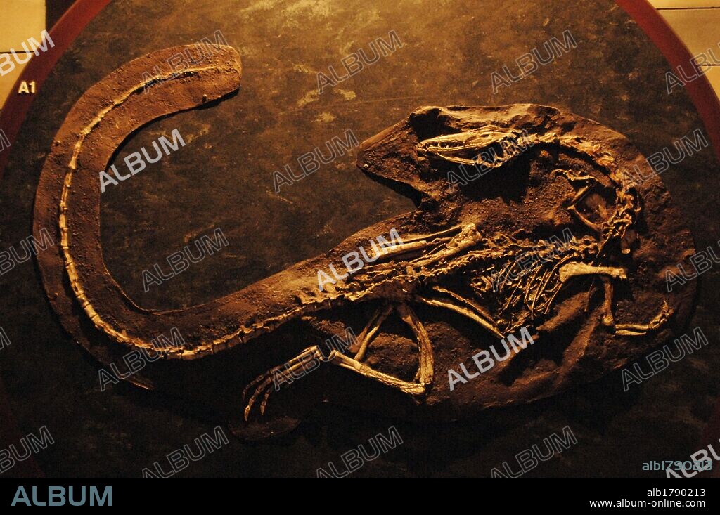Esqueleto de CELOFISIS (COELOPHYSIS), uno de los primeros dinosaurios conocidos. 210 millones de años. Vivió en el Triásico Superior. Museo de Historia Natural. Londres. Inglaterra. Reino Unido.