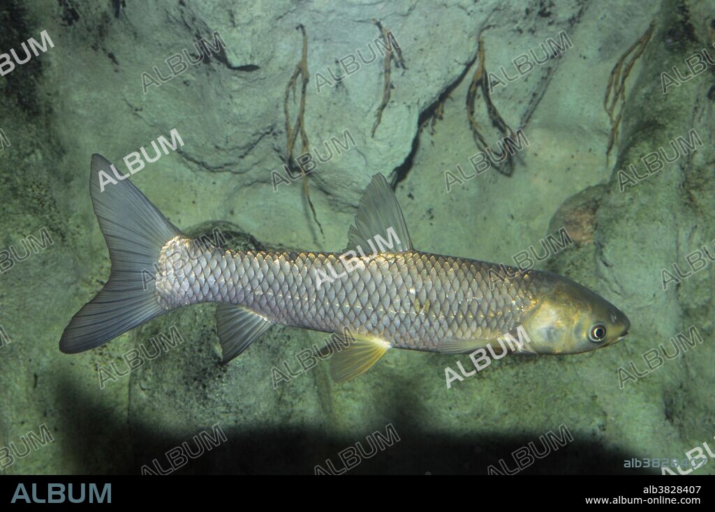 The grass carp (Ctenopharyngodon idella) is a large herbivorous freshwater fish species of the family Cyprinidae native to eastern Asia, with a native range from northern Vietnam to the Amur River on the Siberia-China border. Maximum size is over 4 feet and 80 pounds. It is cultivated in China for food, but was introduced in Europe and the United States for aquatic weed contro in ponds and lakes. Unfortunately it has escaped from aquaculture facilities and has now become in certain areas a serious invasive species. Scientists have now produced a sterile triploid strain that is now the only form legal for stocking. Its requirement of long rivers for successful reproduction has also limited its spread. In the United States, the fish is also known as white amur, which is derived from the Amur River.