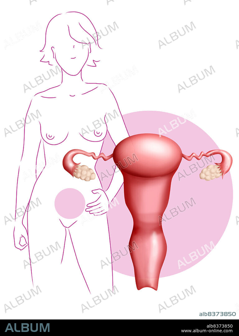 FEMALE GENITALIA, DRAWING.