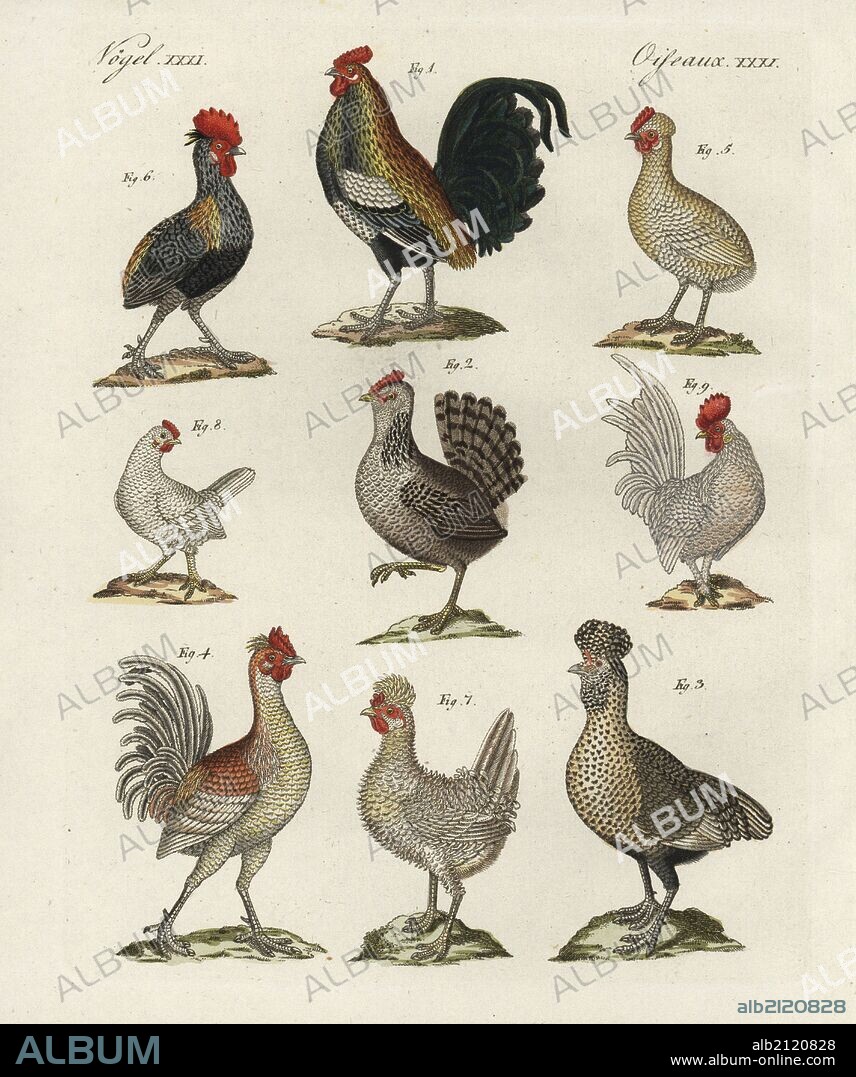 Chicken breeds, Gallus gallus domesticus: German cock 1, hen 2, English cock 3, hen 4, tailless cock 5, hen 6, Polish hen 7, and bantam cock 8, hen 9. Handcoloured copperplate engraving from Bertuch's "Bilderbuch fur Kinder" (Picture Book for Children), Weimar, 1798. Friedrich Johann Bertuch (1747-1822) was a German publisher and man of arts most famous for his 12-volume encyclopedia for children illustrated with 1,200 engraved plates on natural history, science, costume, mythology, etc., published from 1790-1830.