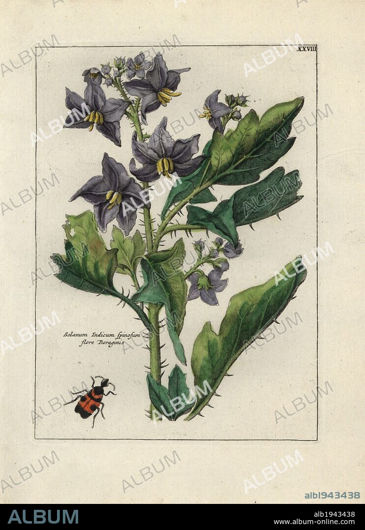 Spiny Indian nightshade, Solanum indicum spinosum flore boraginis, with beetle. Handcoloured copperplate botanical engraving from "Nederlandsch Bloemwerk" (Dutch Flower Arrangements), Amsterdam, J.B. Elwe, 1794. Illustration copied from a work by one of the outstanding French flower painters of the 17th century, Nicolas Robert (1614-1685), entitled "Variae ac multiformes florum species.. Diverses fleurs," Paris, 1660.