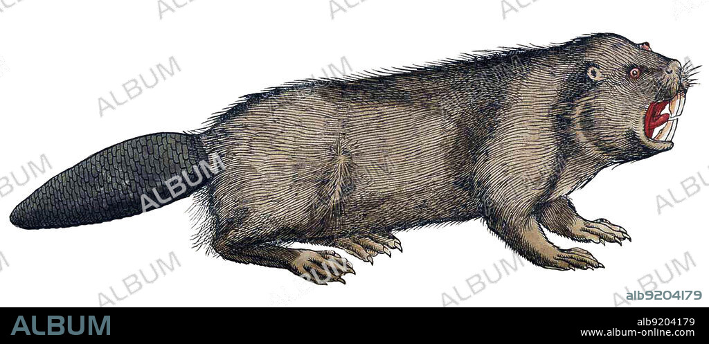 Historiae Animalium by Swiss naturalist Conrad Gessner is considered the first modern zoological work. The animals were described through actual observation and accurately illustrated with woodcuts by Gessner and his colleagues.