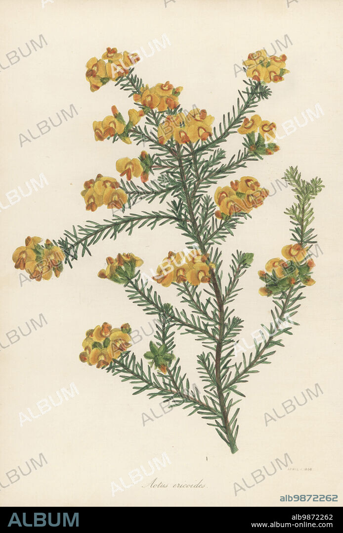 Golden aotus or golden pea, Aotus ericoides. Native to eastern Australia. Erica-like or heath-like aotus. Handcoloured lithograph from Joseph Paxtons Magazine of Botany, and Register of Flowering Plants, Volume 5, Orr and Smith, London, 1838.