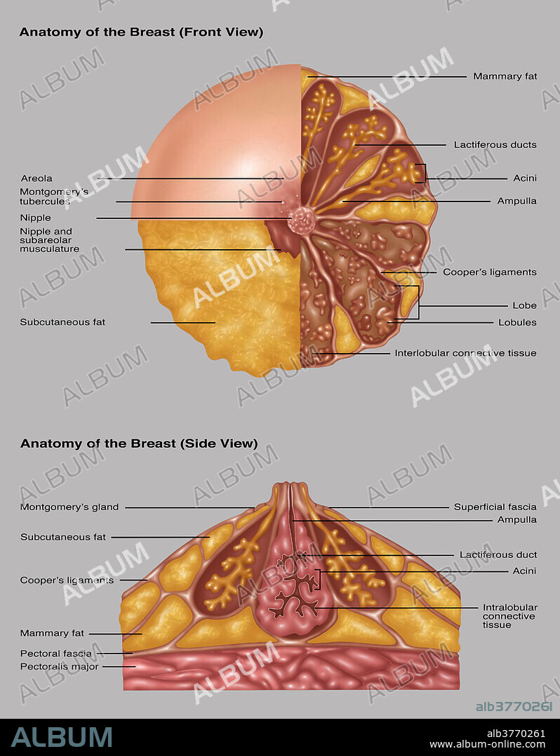 Illustration detailing the anatomy of a female breast from a front view (top) and a side view (bottom). The top image is in three sections. The areola, montgomery's tubercules, and nipple are in the light pink section. The nipple and subareolar musculature and subcutaneous fat are in the orange section. On the right half is: mammary fat (orange), lactiferous ducts (orange stems), acini (end of orange stems), ampulla (on orange stem), coopers ligaments (light pink strands), lobe and lobules (brown outlines and pink groups inside the brown), and interlobular connective tissue (brown area). The bottom image shows montgomery's gland and superficial fascia (outer lining), subcutaneous fat (orange outer sections), ampulla and lactiferous duct and connective tissue (pink centre), coopers ligaments, mammary fat (orange bottom sections), pectoral fascia, and pectoralis major (pink at bottom).