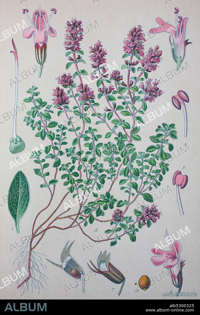 Thymus serpyllum, Breckland thyme, Breckland wild thyme, wild thyme, creeping thyme, elfin thyme, species of flowering plant in the mint family Lamiaceae  /  Sand-Thymian oder Feld-Thymian,h Quendel, Rainkümmel, Pflanzenart aus der Gattung Thymiane, Digital improved reproduction of an original print from the 19th century / digitale Reproduktion von einer Originalvorlage aus dem 19. Jahrhundert.