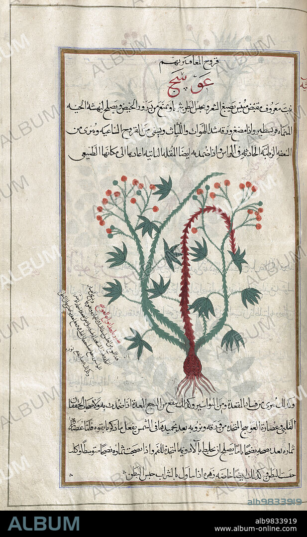 Identified in book as Oleander. Nerium oleander. After an illustration by Mirza Baqir in a 19th century Iranian book of Greek physician and botanist Pedanius Dioscorides's 1st century AD work De Materia Medica.