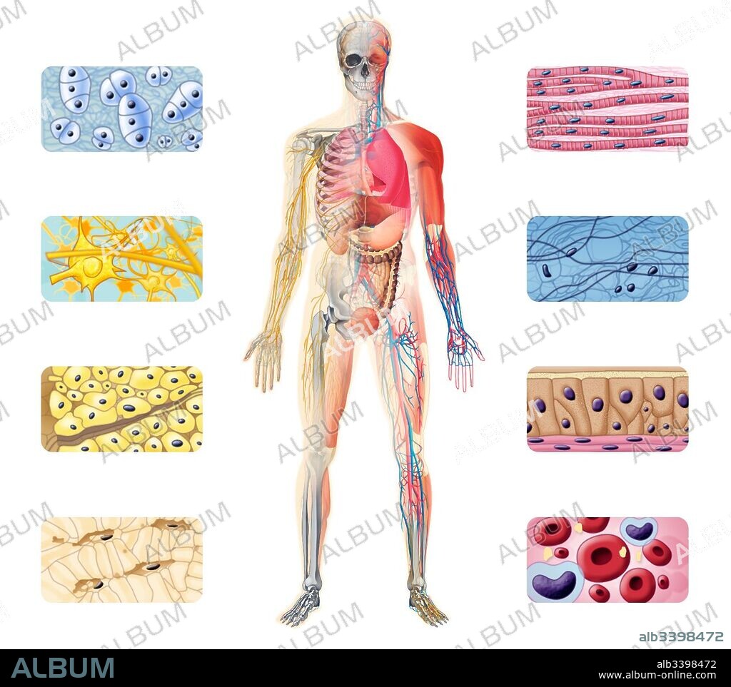 Tejidos del cuerpo humano.