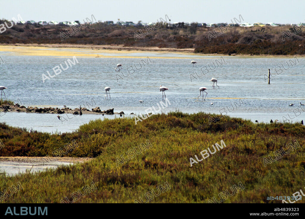 Almería province, Andalucia, Spain, Europe.. Cabo de Gata-Níjar Natural Park. Flamingos at Mirador de las Salinas.