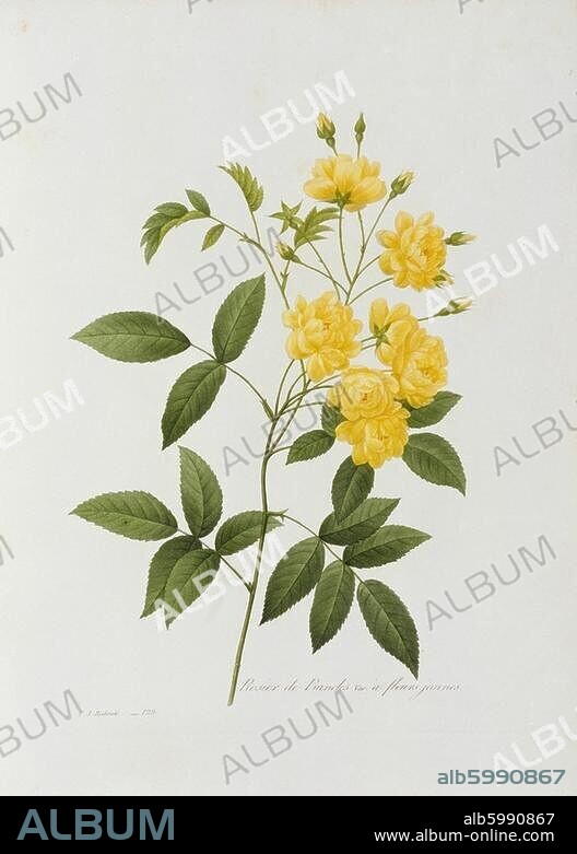 PIERRE JOSEPH REDOUTE. Botanik / Rose (Rosa). "Rosier de Bancks var. à fleurs jaunes". Farbkupferstich, handretuschiert, nach Zeichnung von Pierre Joseph Redouté. (1759-1840). Aus: P.J.Redouté, Choix des plus belles fleurs, Paris. (Librairie Encyclopédique de Roret). o. J. (1835), Tafel 129, Privatsammlung.