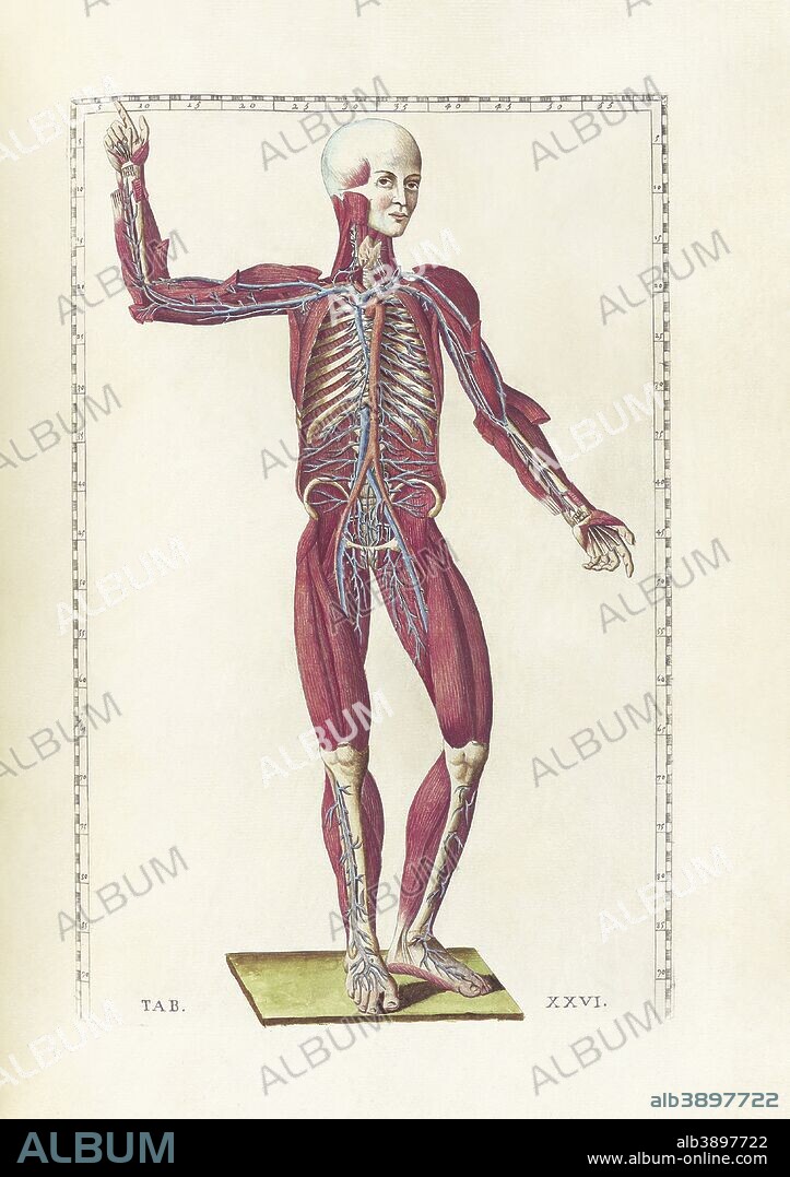 The science of human anatomy by Bartholomeo Eustachi, depicting the shape, size and relative position of the organs of the human body. Circa 18th century.