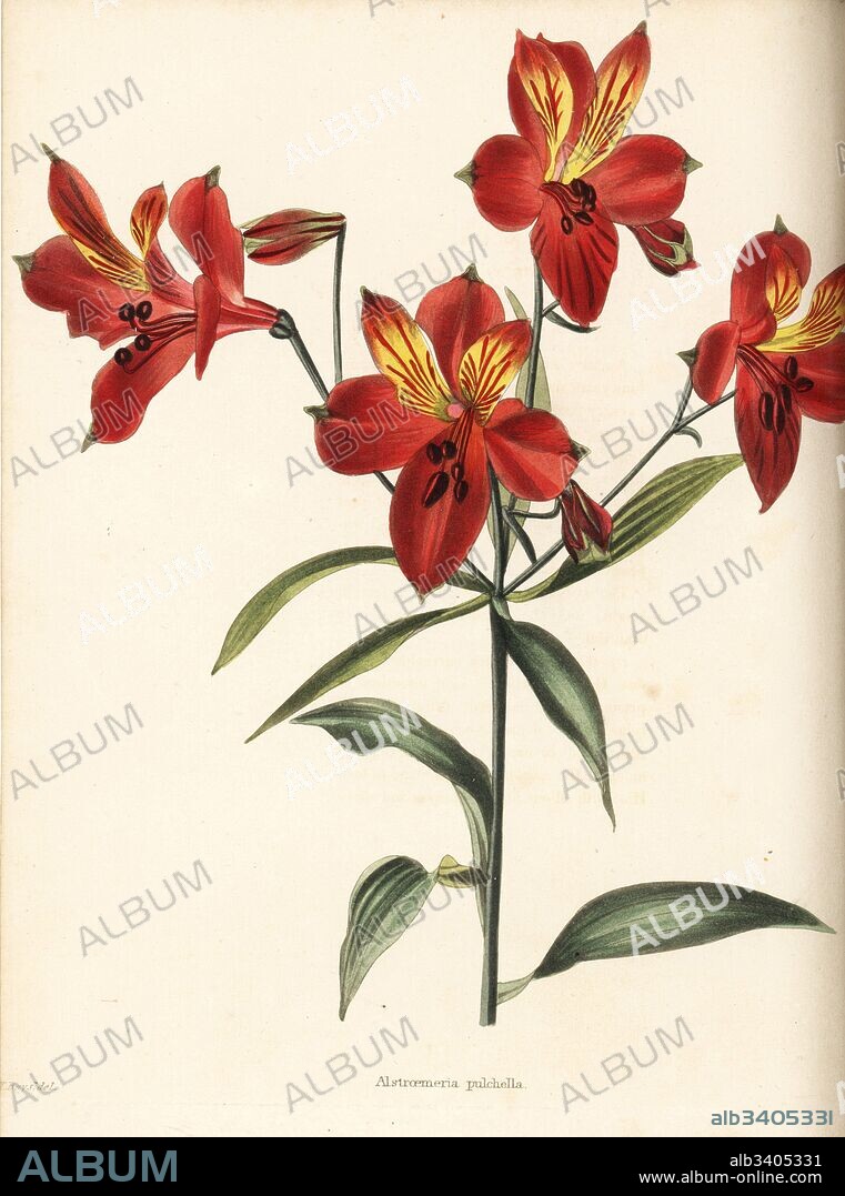 Peruvian lily or parrot flower, Alstroemeria pulchella. Handcoloured copperplate engraving by George Cooke after Thomas Shotter Boys from Conrad Loddiges' Botanical Cabinet, Hackney, 1825.