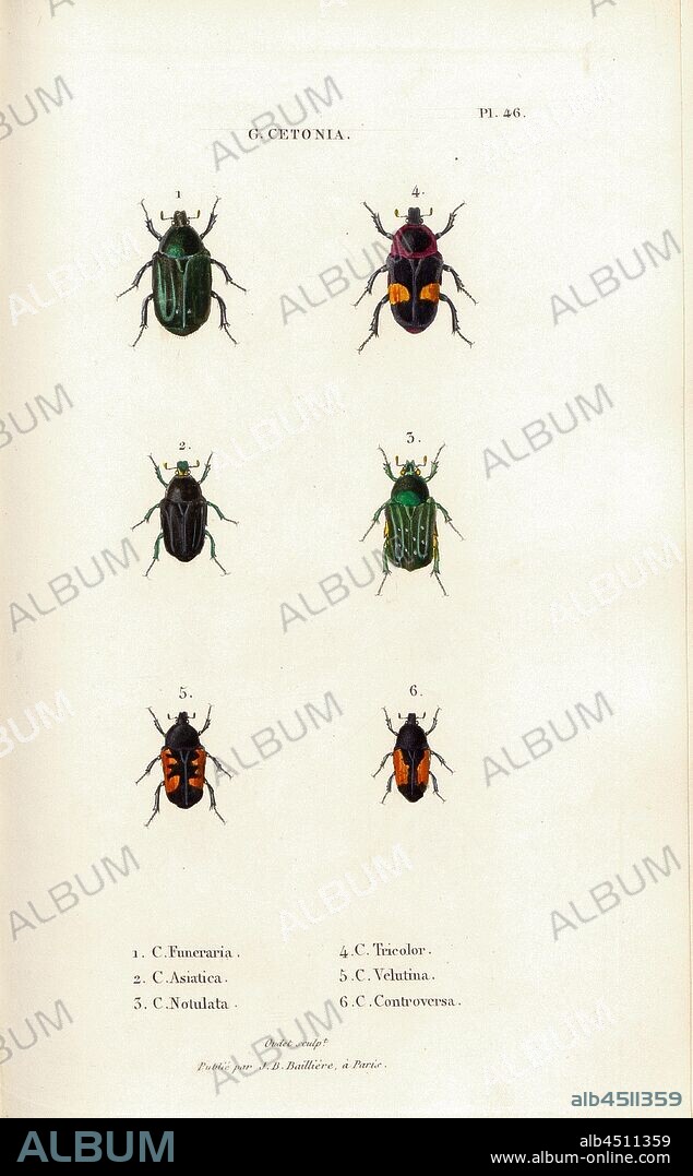 G. Cetonia 16, Beetle, Fig. 1-6: C. Funeraria, C. Asiatica, C. Notulata, C. Tricolor, C. Velutina, C. Controversa, Signed: Oudet Sculp, Raymond Imp, Publié par JB Baillière, Pl. 46, p. 410, Oudet, Marie Nicolas (sc.); Raymond (imp.); Baillière, Jean-Baptiste (ed.), 1833, H. Gory; A. Percheron: Monographie des cétoines et genres voisins, formant, dans les familles naturelles de Latreille, la division des scarabées mélitophiles. Paris: chez J.-B. Baillière, Libraire; même Maison; Londres, 1833.