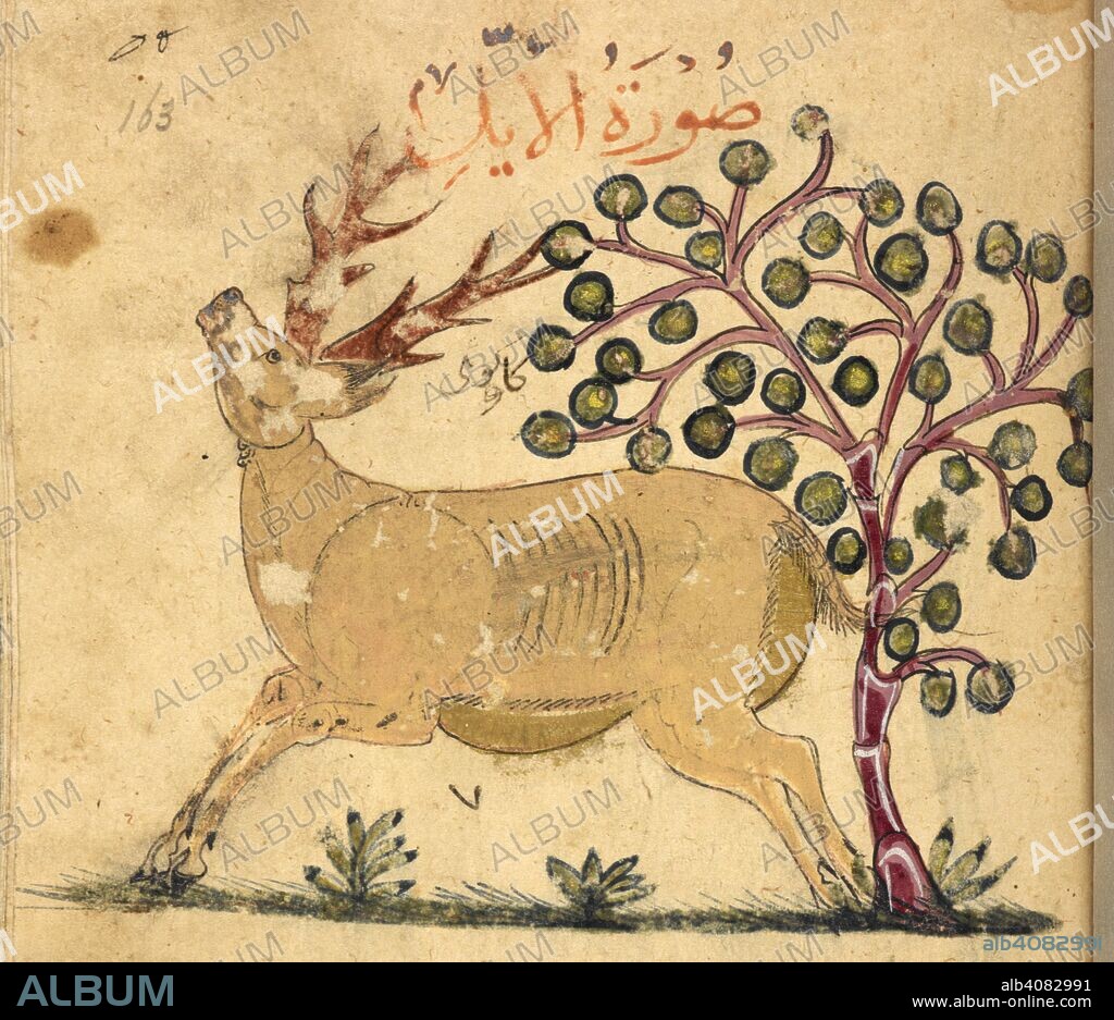 ARISTOTELES et IBN BAKHTISHU'. Deer. Kitab Na't al-hayawan (book of the characteristics of animals). Middle East, 13th century. A treatise on animals and the medical properties of the various parts of their bodies, compiled from works of Aristotle and Ibn Bakhtishu'. Source: Or. 2784 f.163r. Language: Arabic.