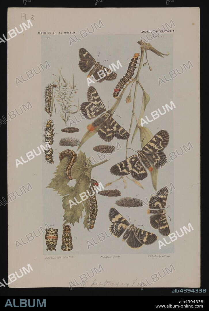 Lithographic Proof - Lithographic Ink on Paper, Colour Proof B, published as part of Plate 8 in The Prodromus of the Zoology of Victoria by Frederick McCoy. (all on single sheet) This plate forms part of the much larger Prodromus Collection. Many of the original illustrations in the collection informed the production of the two volume work 'The Prodromus of the Zoology of Victoria', Museum Victoria's first major publication commencing in 1878.