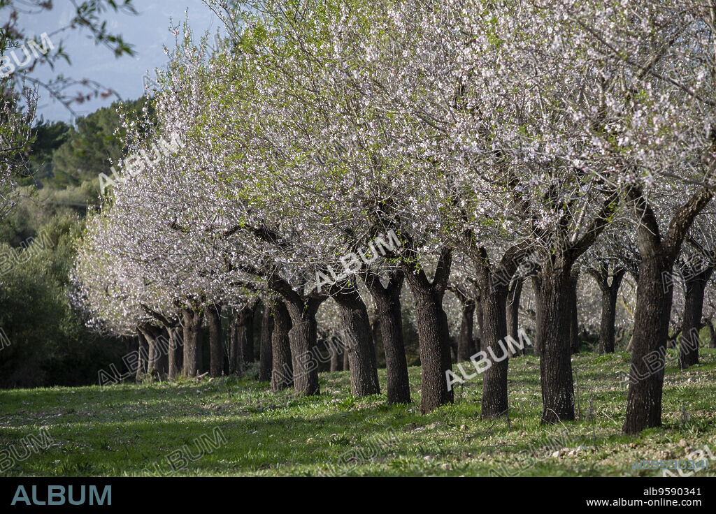 almendros floridos, Albenya, Algaida, Mallorca, Balearic Islands, Spain.