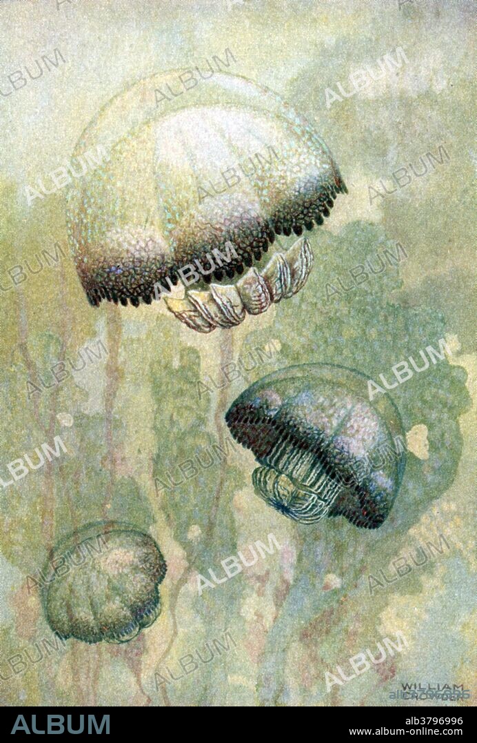 Jellyfish, or jellies, are the major non-polyp form of individuals of the phylum Cnidaria. They are typified as free-swimming marine animals consisting of a gelatinous umbrella-shaped bell and trailing tentacles. The bell can pulsate for locomotion, while stinging tentacles can be used to capture prey. They are found in every ocean, from the surface to the deep sea. Large, often colorful, jellyfish are common in coastal zones worldwide. Jellyfish have roamed the seas for at least 500 million years, and possibly 700 million years or more, making them the oldest multi-organ animal. Undated, credited William Crowder.