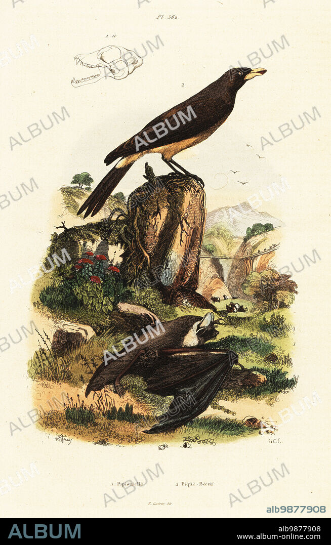Common pipistrelle bat, Pipistrellus pipistrellus, and yellow-billed oxpecker, Buphagus africanus (Buphaga africana). Pipistrelle, Pique-Boeuf. Handcoloured steel engraving by du Casse after an illustration by Adolph Fries from Felix-Edouard Guerin-Meneville's Dictionnaire Pittoresque d'Histoire Naturelle (Picturesque Dictionary of Natural History), Paris, 1834-39. .