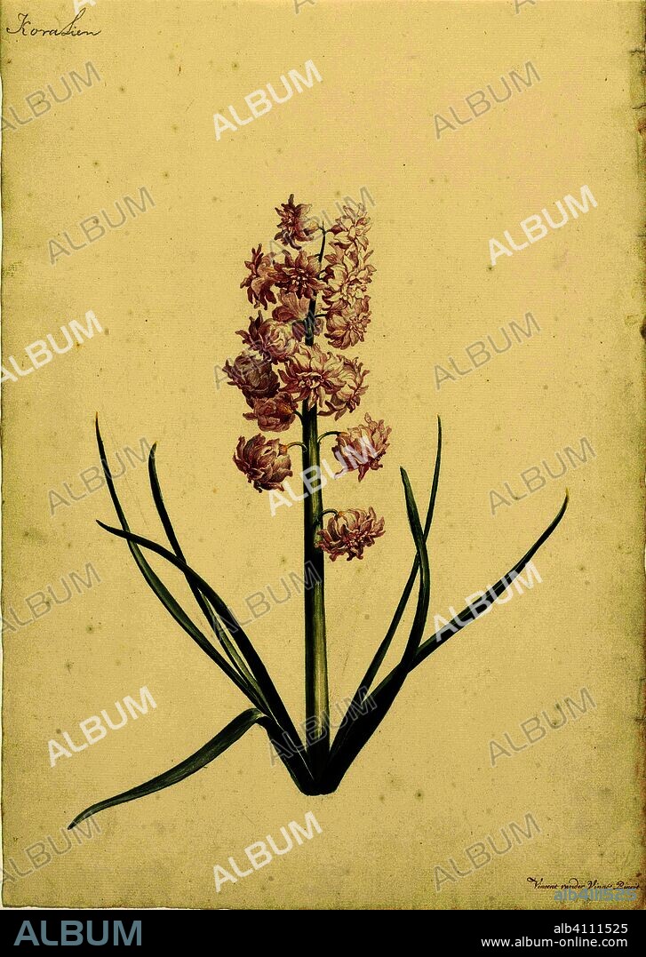 Hyacinth Koralien. Draughtsman: Vincent Laurensz. van der Vinne (II) (mentioned on object). Dating: 1696 - 1742. Measurements: h 396 mm × w 279 mm.