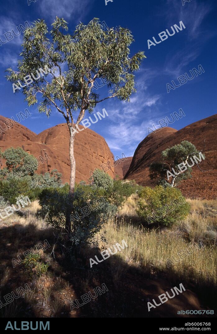 AUSTRALIA Northern Territory The Olgas Known as Katatjuta to the Aborigines. Gum Tree in front of rock formations.
