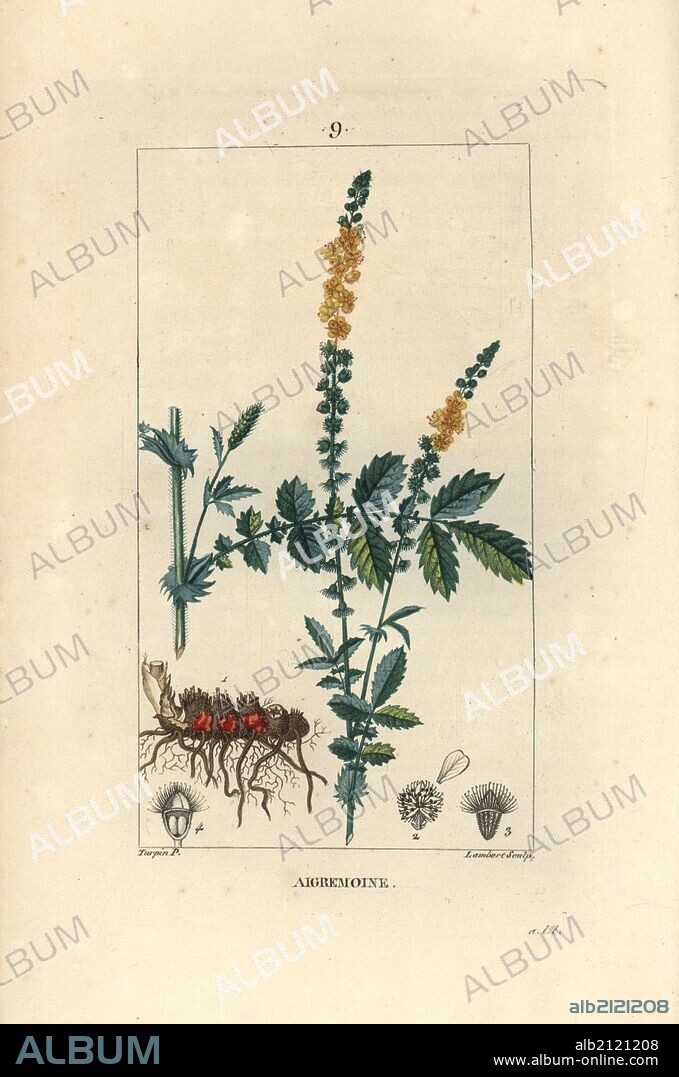 Common agrimony, Agrimonia eupatoria. Handcoloured stipple copperplate engraving by Lambert from a drawing by Pierre Jean-Francois Turpin from Chaumeton, Poiret et Chamberet's "La Flore Medicale," Paris, Panckoucke, 1830. Turpin (1775~1840) was one of the three giants of French botanical art of the era alongside Pierre Joseph Redoute and Pancrace Bessa.