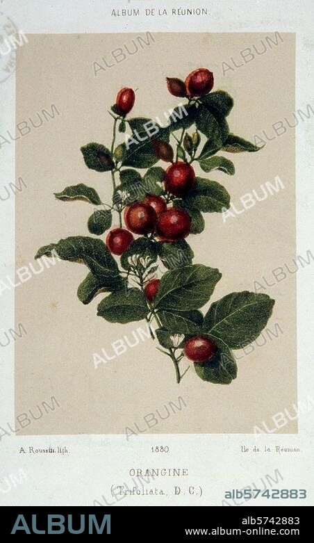 Botanique:. "ORANGINE (Trifoliata; D.C.) ". Lithographie en couleurs, 1879, de A. Roussin. Tiré de: Album de la Réunion.
