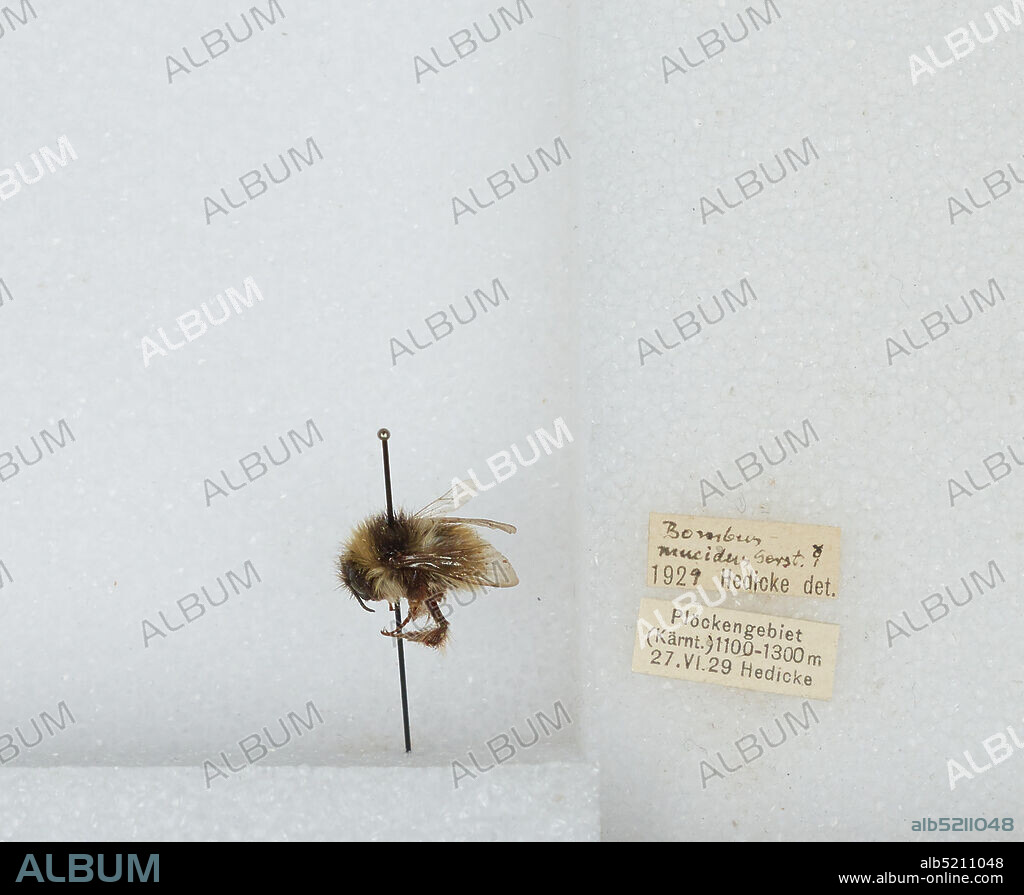Plockengebiet Karnten, Tyrol, Austria, Bombus (Mucidobombus) mucidus Gerstäcker, Animalia, Arthropoda, Insecta, Hymenoptera, Apidae, Apinae.