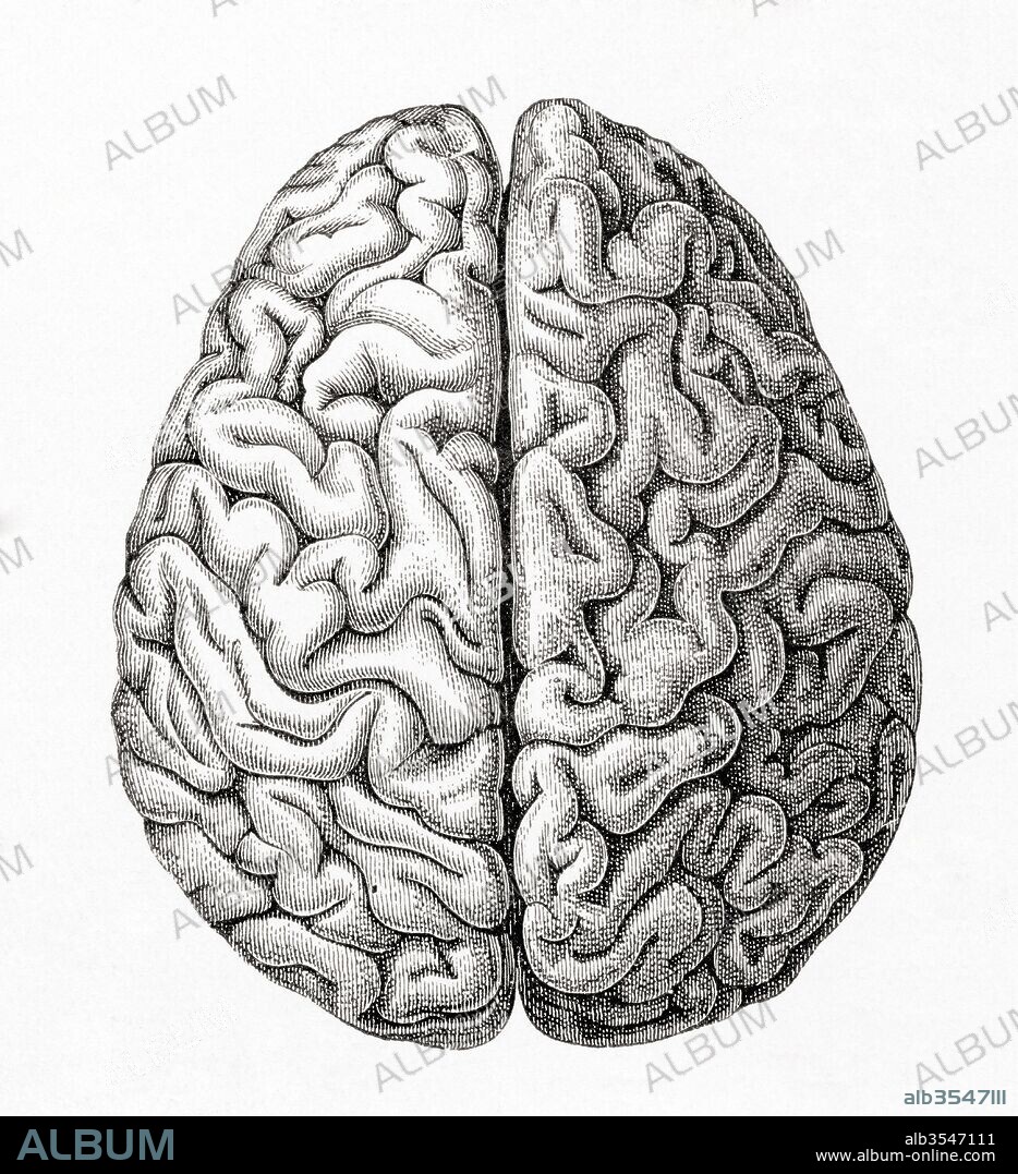 Diagram of the human cerebellum seen from above. From Meyers Lexicon, published 1924.