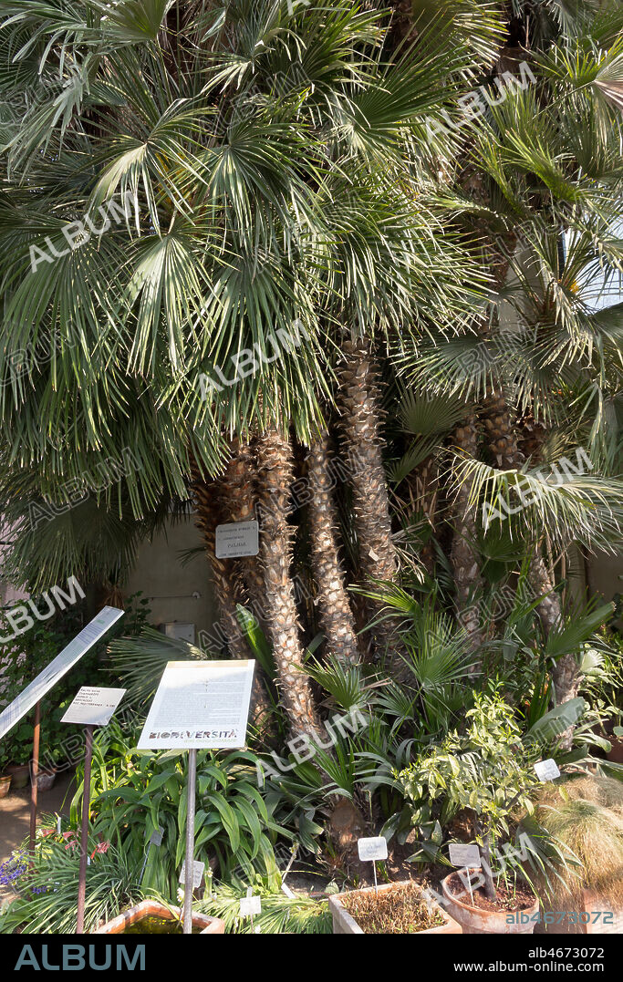 Padova, the Botanical Garden: the Goethe's Palm. It is a Chamaerops humilis L., that is a Mediterranean dwarf palm or dwarf fan palm which was planted in 1585 and mention by Goethe in some texts.