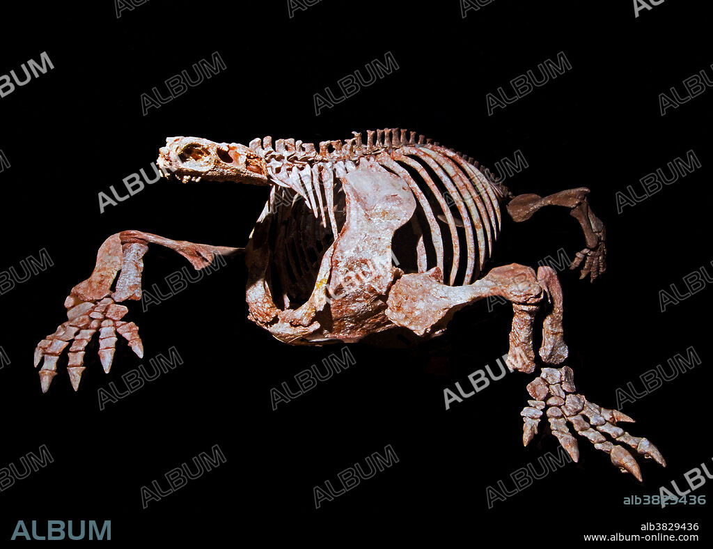 Cotylorhynchus (Cotylorhynchus romeri). Sam Noble Museum. Oklahoma City.