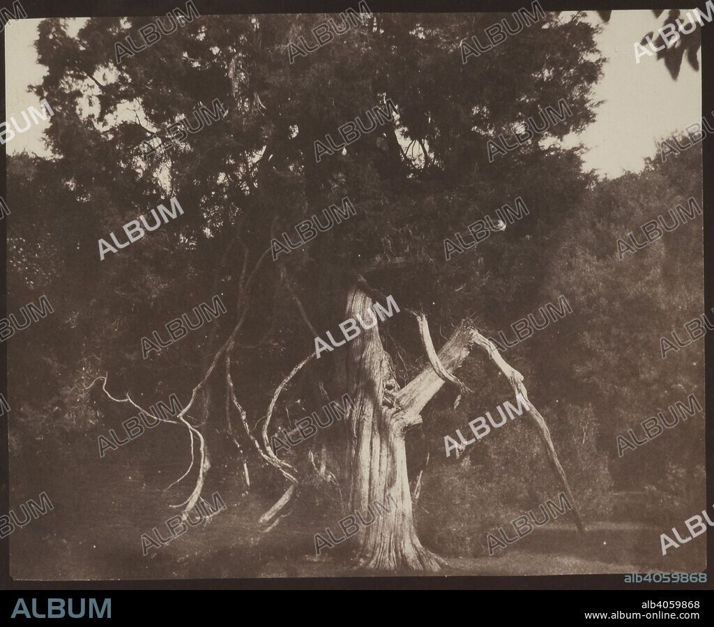 WILLIAM HENRY FOX TALBOT. An aged red cedar in the grounds of Mount Edgcumbe, Plymouth, c. 1841. c. 1841. Salted paper print from a calotype negative. Source: Talbot Photo 2 (231).