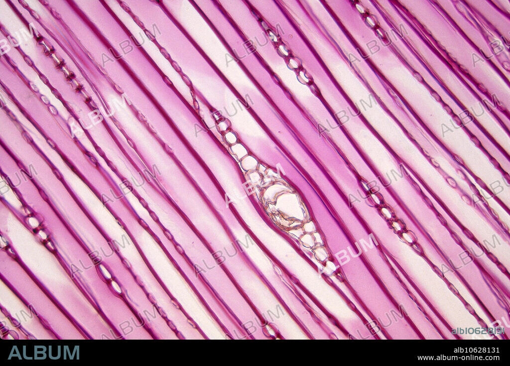 Pine wood, (Pinus sp.), cells; tangential section of secondary xylem. Bordered pits, tracheids, medullary rays; 138x Bright Field.