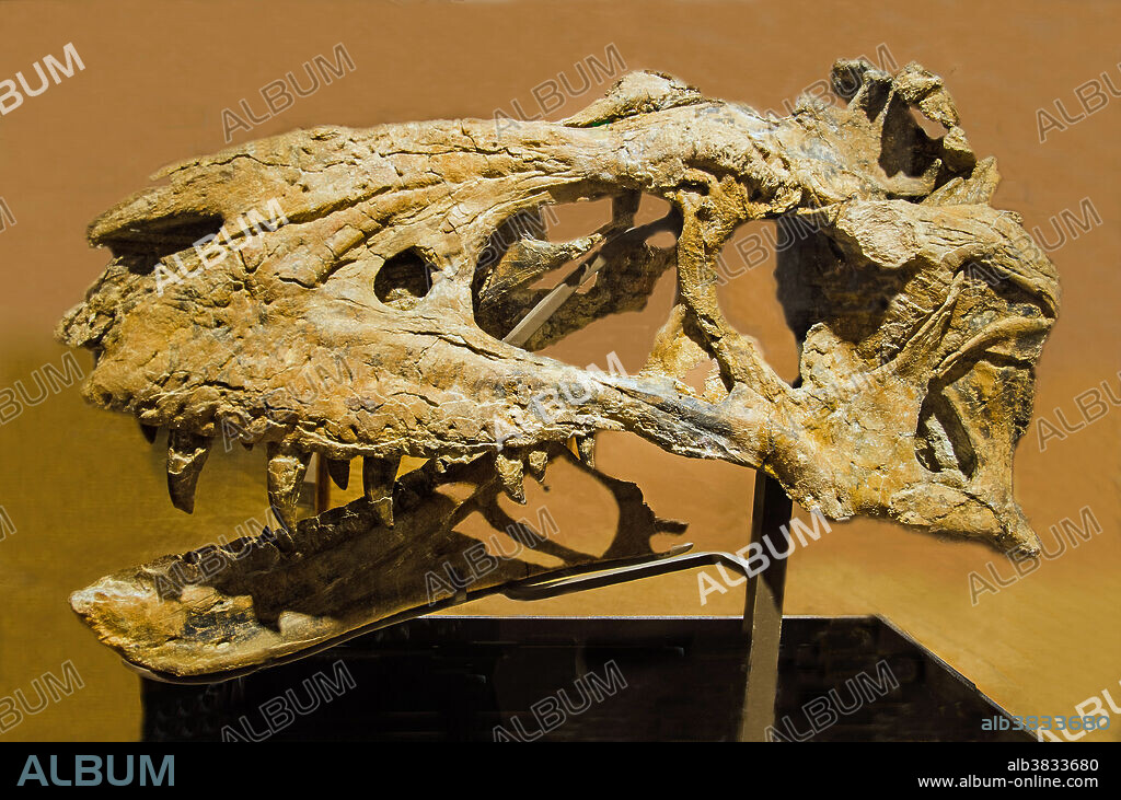 Bistahieversor Dinosaur Skull Fossil (Bistahieversor sealeyi).