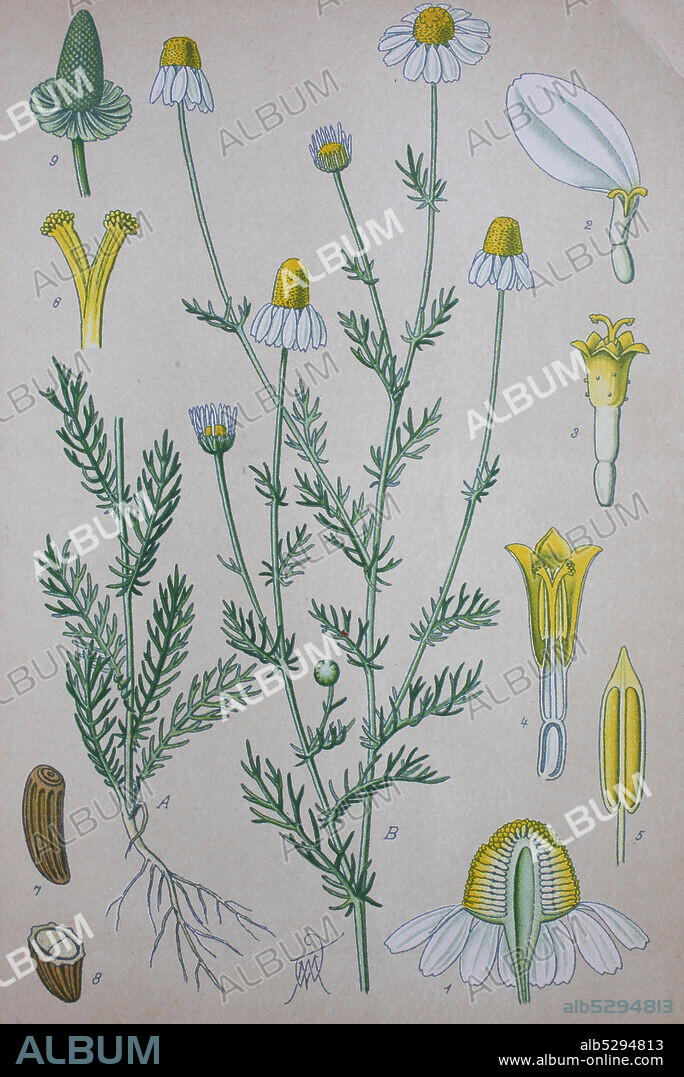 Matricaria chamomilla, Matricaria recutita, chamomile, camomile, Italian camomilla, German chamomile, Hungarian chamomile, kamilla, wild chamomile or scented mayweed, is an annual plant of the composite family Asteraceae  /  Echte Kamille, Matricaria chamomilla, Pflanzenart innerhalb der Familie der Korbblütler, Digital improved reproduction of an original print from the 19th century / digitale Reproduktion von einer Originalvorlage aus dem 19. Jahrhundert.