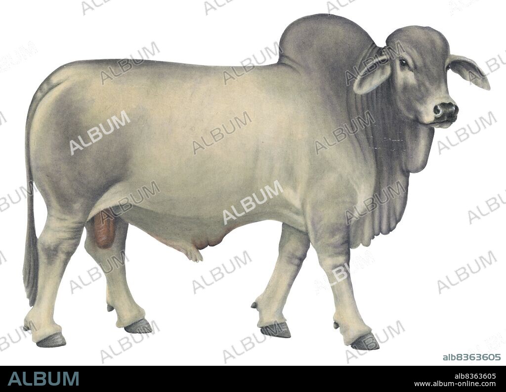 Brahman bull.