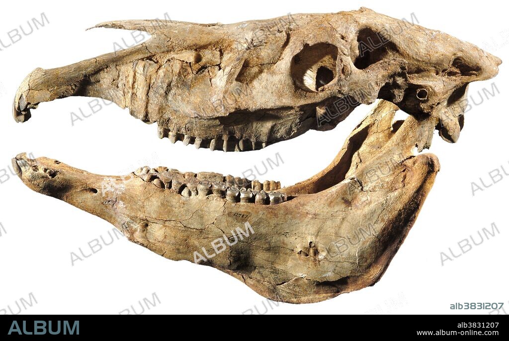 Hagerman Horse (Equus simplicidens, formerly Plesippus shoshonensis), Fossil skull, Hagerman Lake, Idaho. An extinct zebra-like equid from the North American Pliocene and Pleistocene periods.