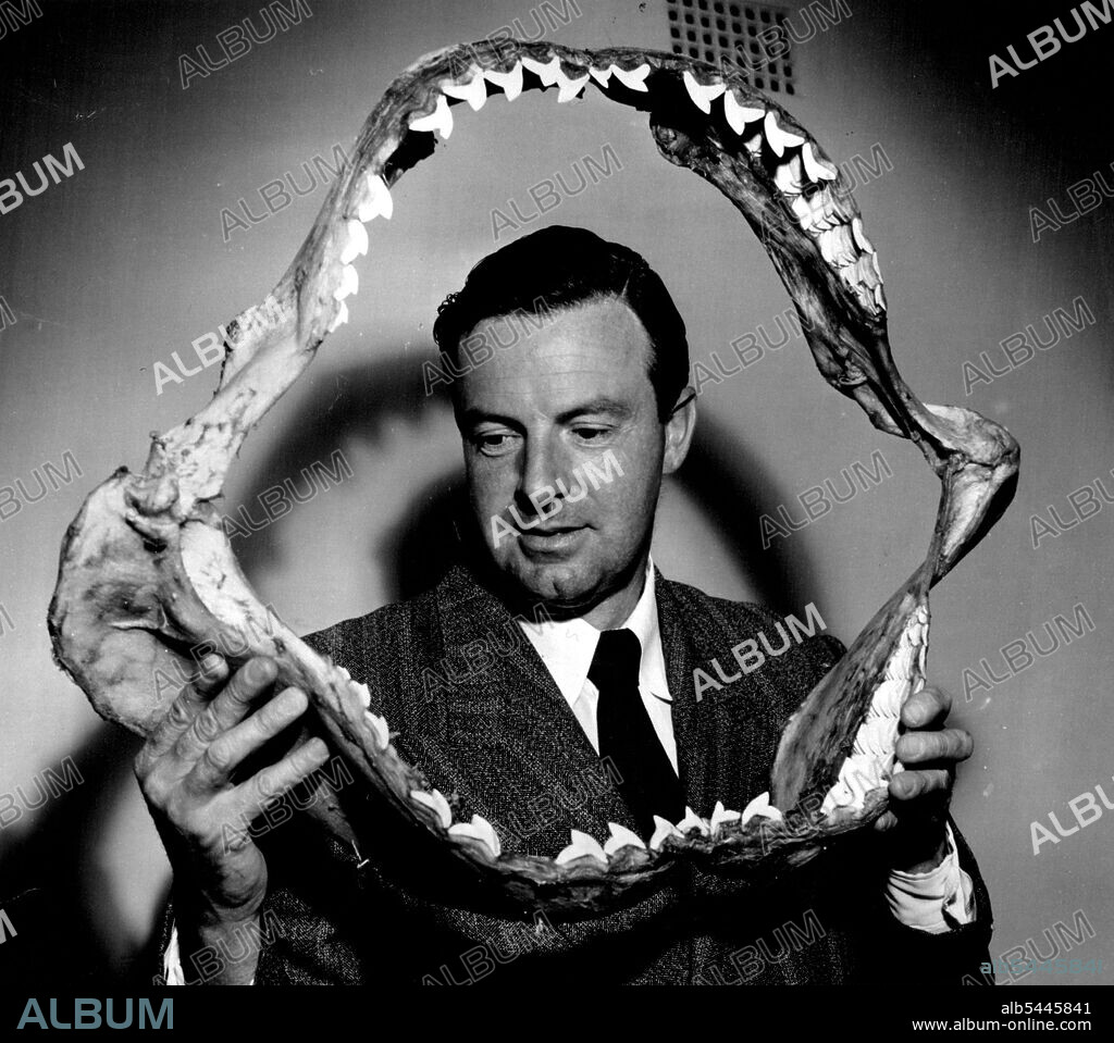 Bob Pollard, 2UE chief announcer, holds a giant tiger-shark jaw, one of many articles to be auctioned 2UE next Sunday. The Shark - largest caught by Bob Dyer - Was only 107lb off the world record. April 04, 1954.